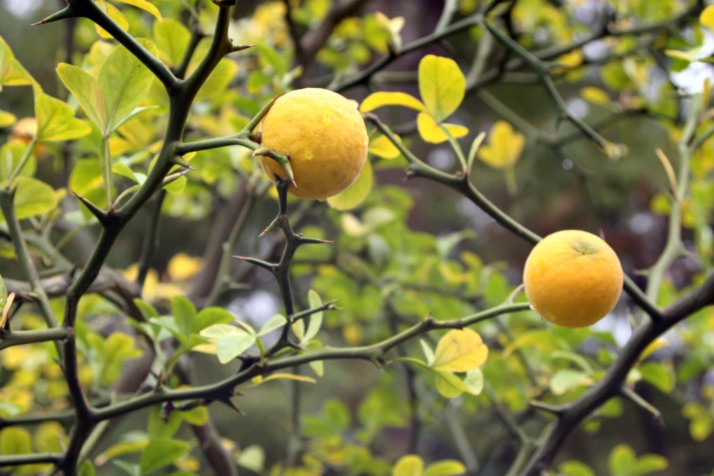 Plantes grimpantes à fruits