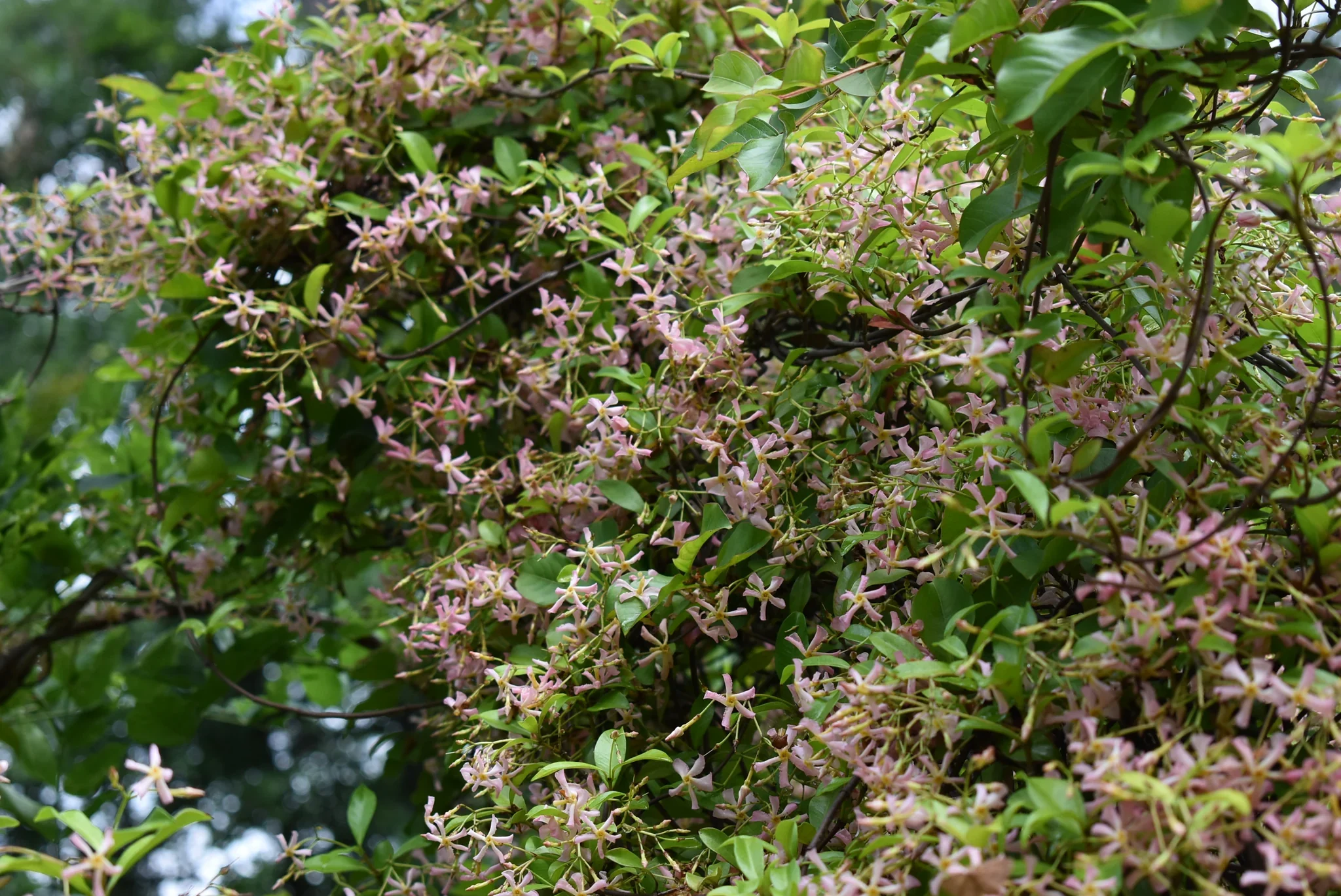 Plantes grimpantes