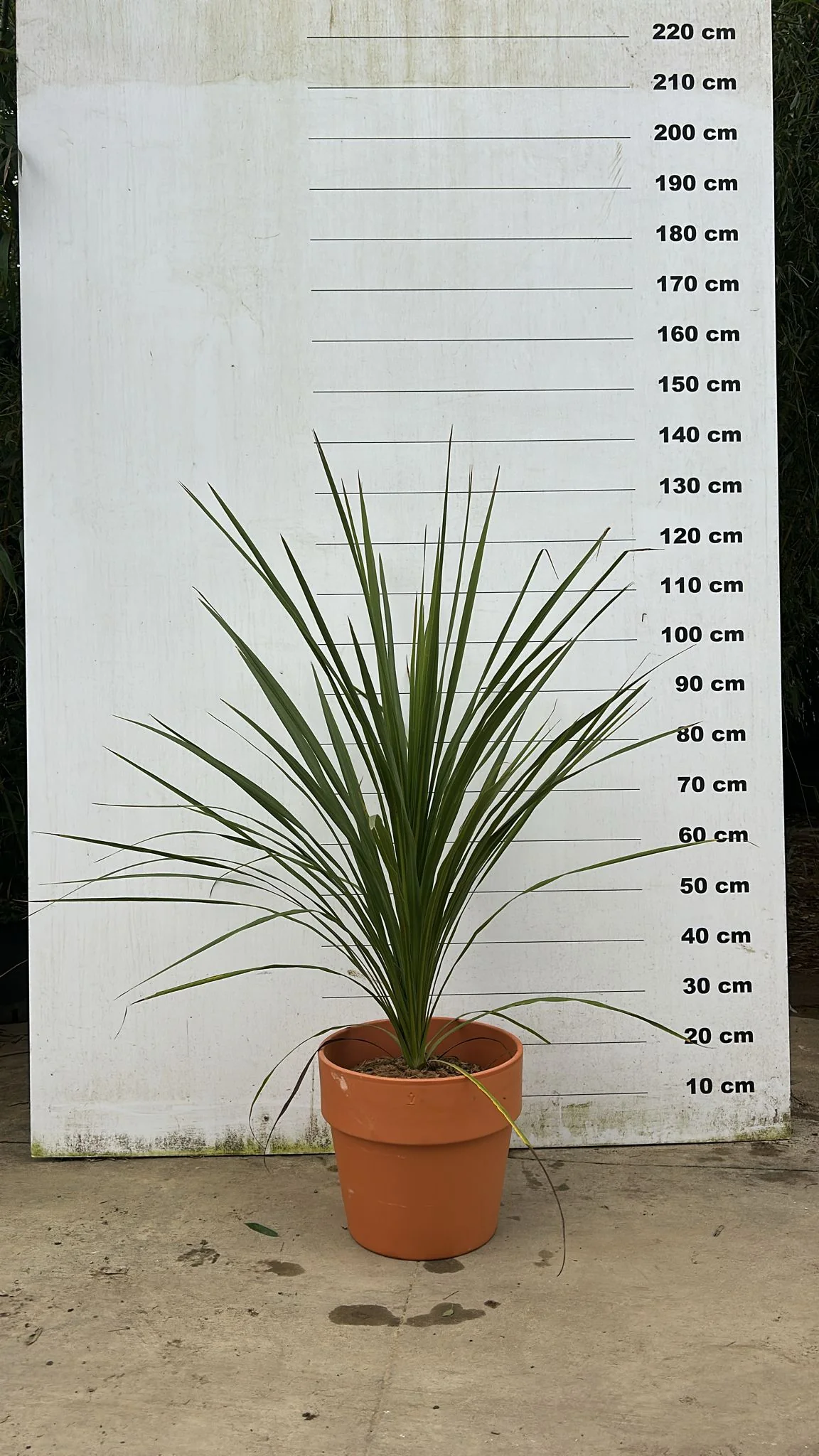 Image du produit 15
