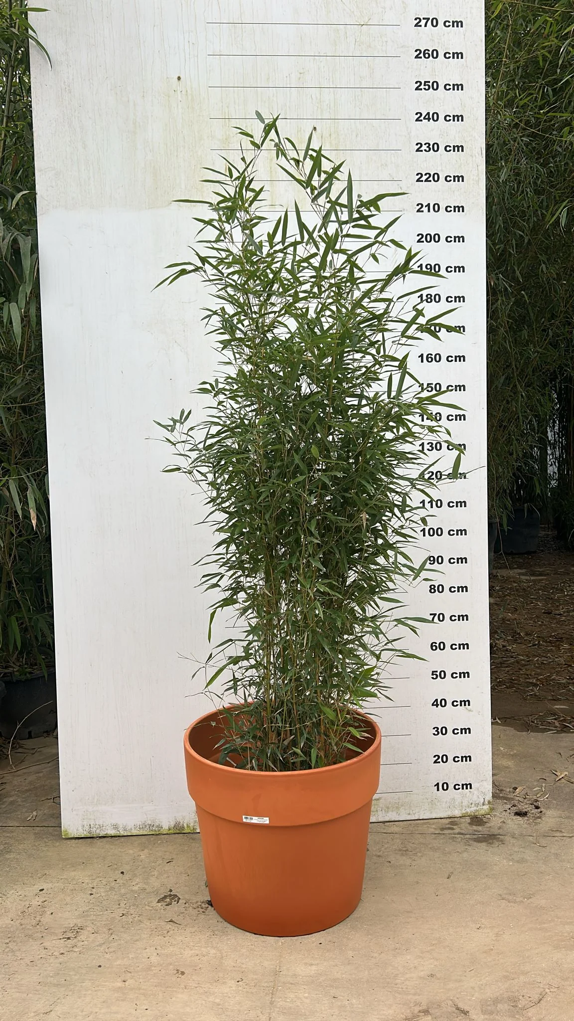 Image du produit 9